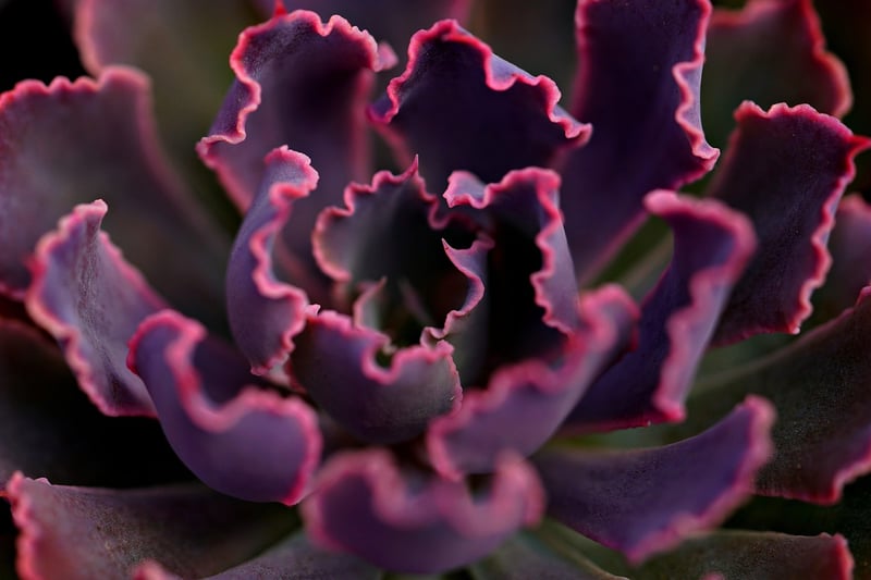 Botanical Elements